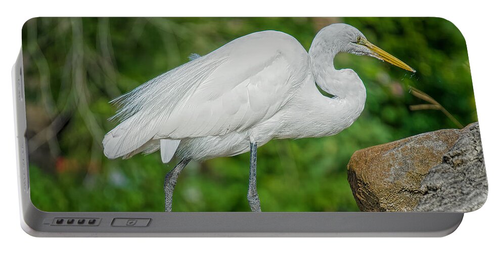 Everglades Birds Portable Battery Charger featuring the photograph A Rock Beauty by Judy Kay