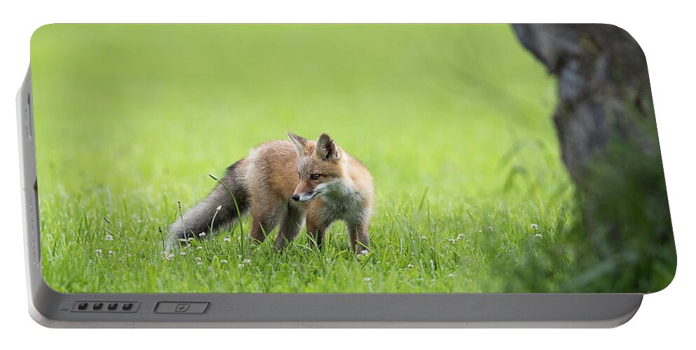 Red Fox Portable Battery Charger featuring the photograph A Summer Morning by Everet Regal