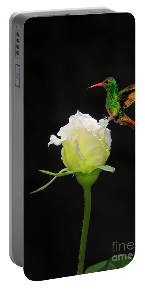 2202f Portable Battery Charger featuring the photograph A White Rosebud Visited By Tom Thumb by Al Bourassa