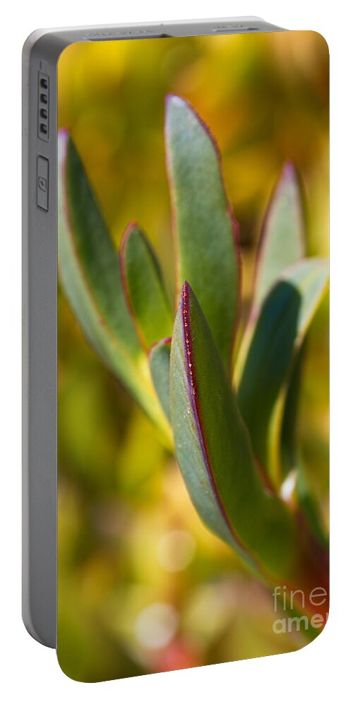 Cactus Portable Battery Charger featuring the photograph A Winters Cactus by Joy Watson