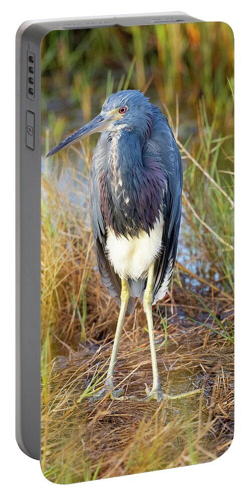 R5-2607 Portable Battery Charger featuring the photograph A young blue heron by Gordon Elwell