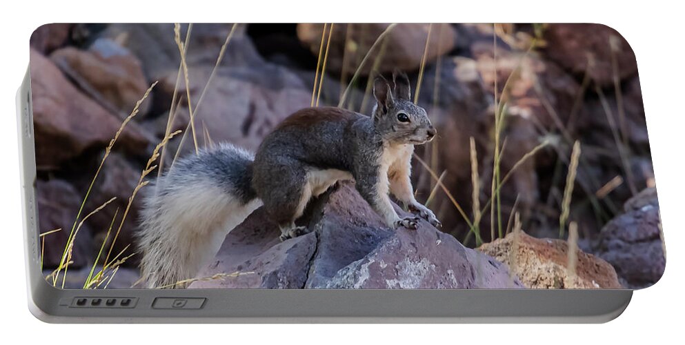 Squirrel Portable Battery Charger featuring the photograph Abert's Squirrel by Laura Putman