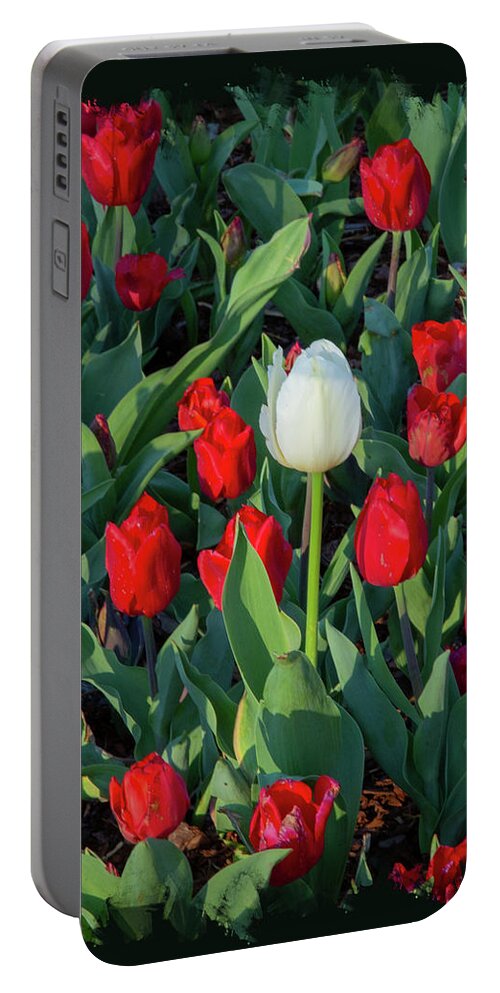 Tulips Portable Battery Charger featuring the photograph Acceptance by Gina Fitzhugh