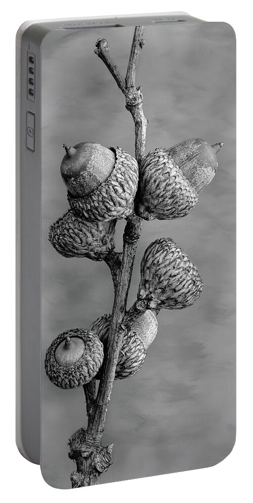 Acorn Portable Battery Charger featuring the photograph Acorns in Black and White by Tom Mc Nemar