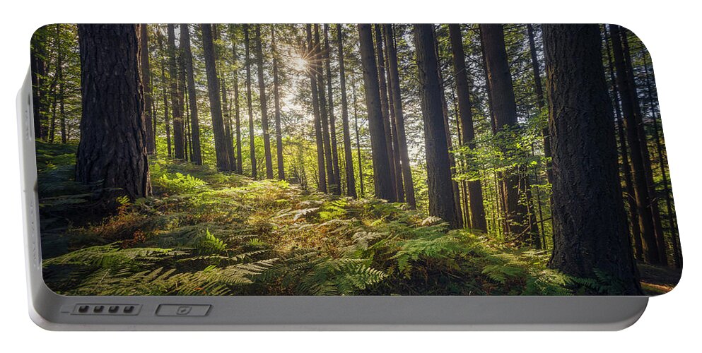 Forest Portable Battery Charger featuring the photograph Acquerino nature reserve forest. Trees and ferns in the morning. by Stefano Orazzini