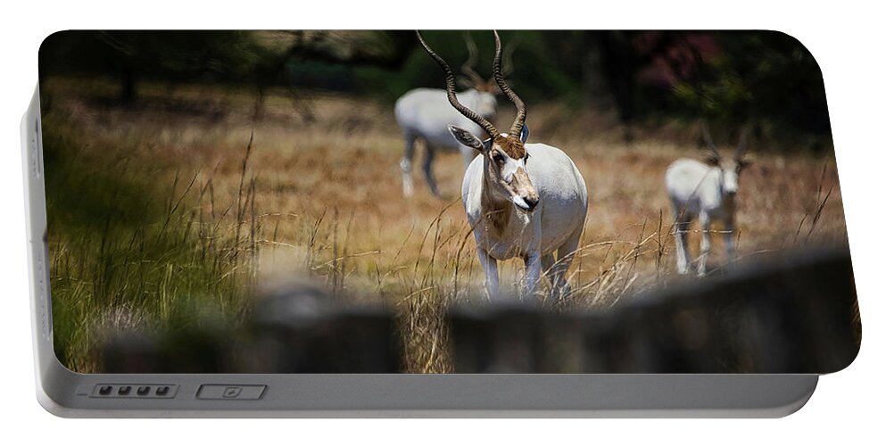 Addax Portable Battery Charger featuring the photograph Addax Antelope by Rene Vasquez