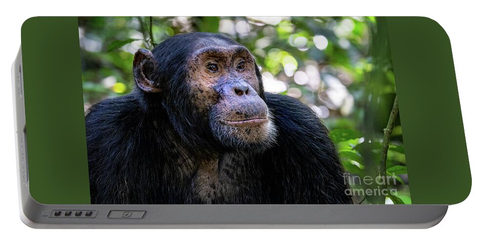 Chimpanzee Portable Battery Charger featuring the photograph Adult chimpanzee, pan troglodytes, in the tropical rainforest of Kibale National Park, western Uganda. The park conservation programme means that some troupes are habituated. by Jane Rix