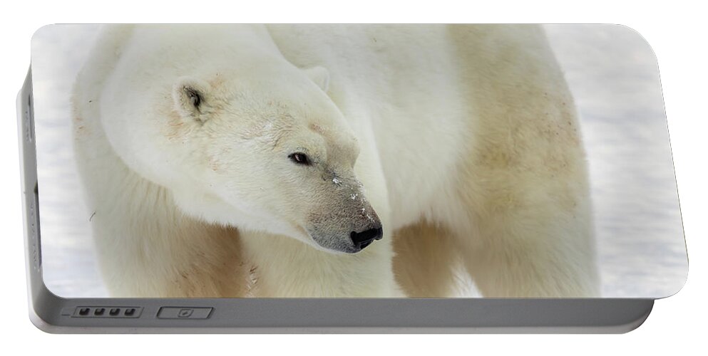 Adult Portable Battery Charger featuring the photograph Adult polar bear close up by Karen Foley