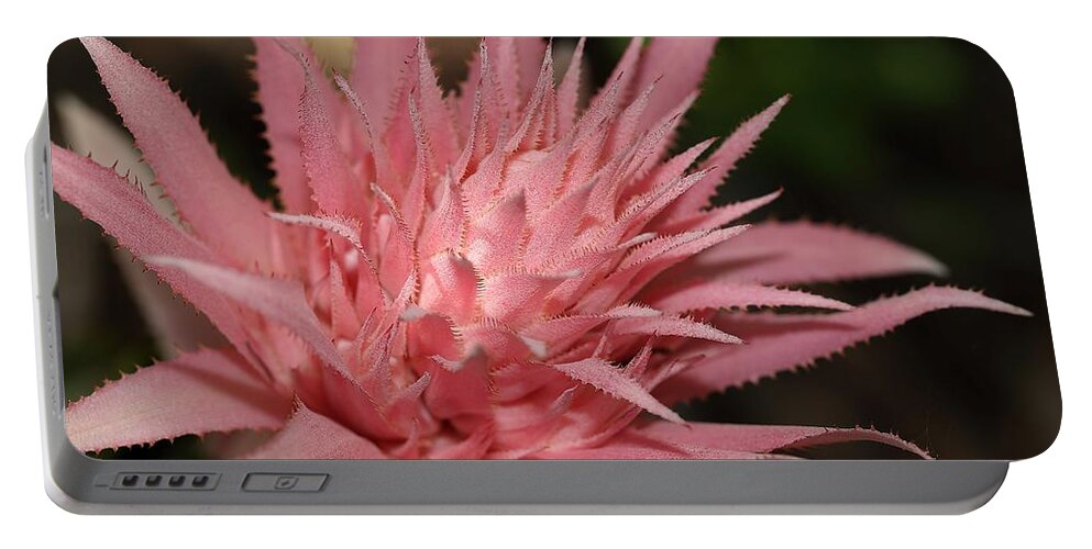 Aechmea Fasciata Portable Battery Charger featuring the photograph Flower of Aechmea fasciata by Mingming Jiang
