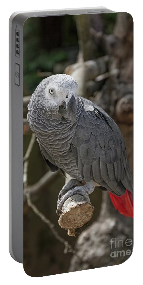 African Grey Parrot Portable Battery Charger featuring the photograph African Grey Parrot by Elaine Teague