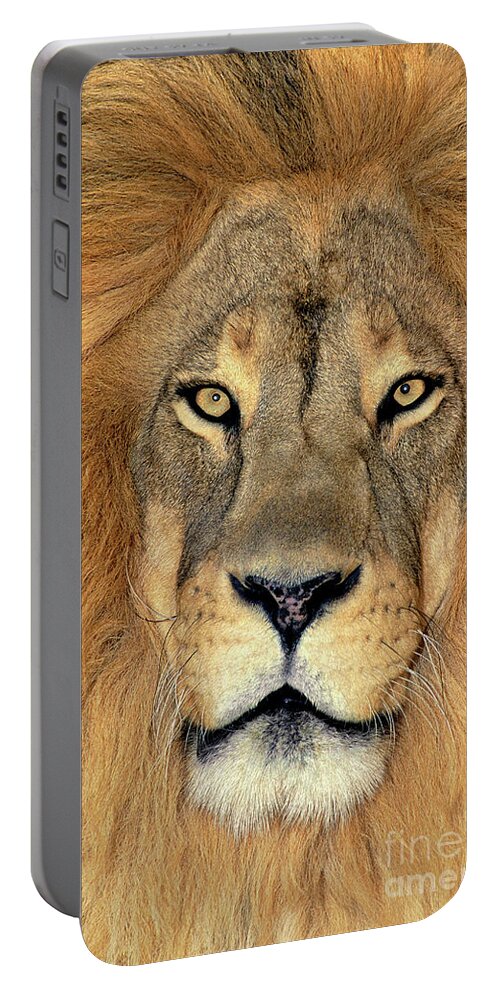 African Lion Portable Battery Charger featuring the photograph African Lion Portrait Wildlife Rescue by Dave Welling