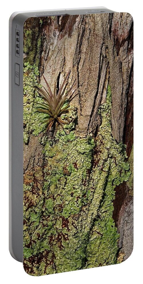 Tree Portable Battery Charger featuring the photograph Air Plant on Cypress Tree by Steve DaPonte
