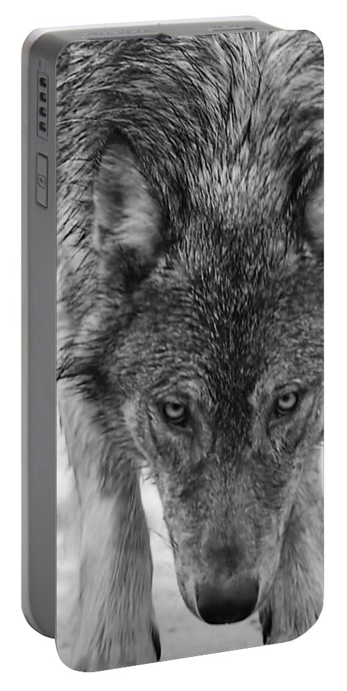 Wolf Portable Battery Charger featuring the photograph Alpha by Carolyn Mickulas