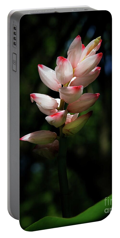 Flower Portable Battery Charger featuring the photograph Alpinia Glowing in the Sunlight by Neala McCarten
