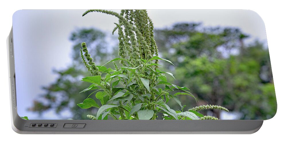  Spiny Amaranth Portable Battery Charger featuring the photograph Amaranthus spinosus - spiny amaranth by Amazing Action Photo Video