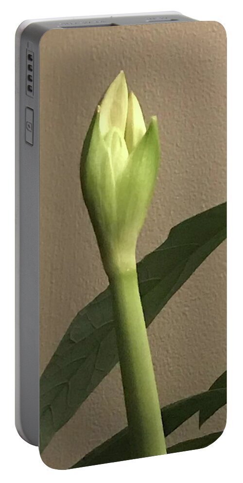 Amaryllis Bud Portable Battery Charger featuring the photograph Amaryllis Bud by Mary Kobet