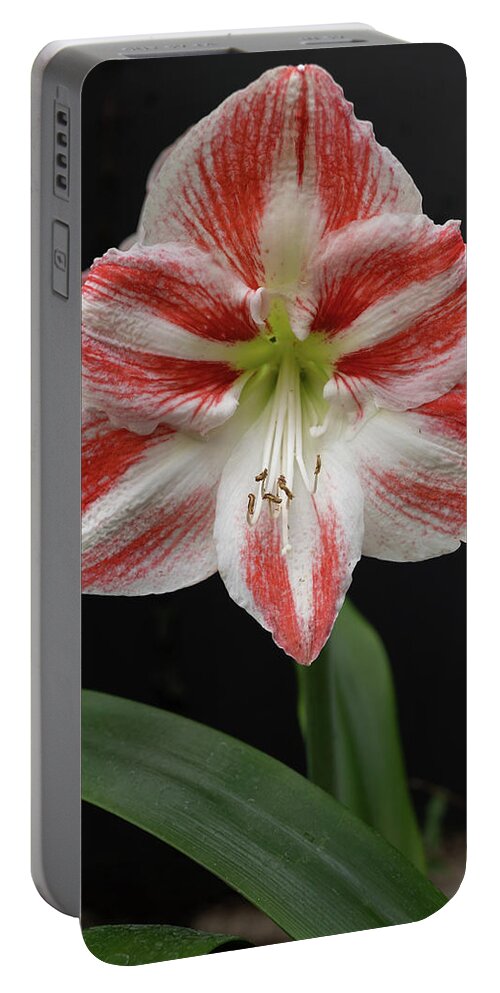 Amaryllis Portable Battery Charger featuring the photograph Amaryllis Flower Blooming by Artur Bogacki
