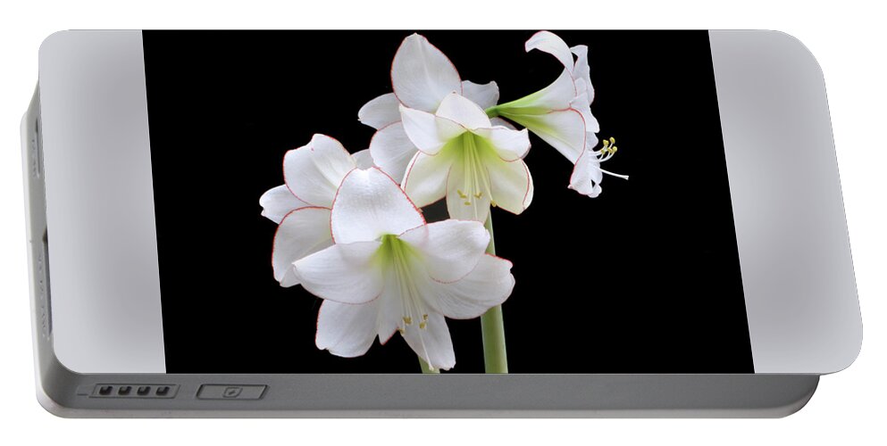 Amaryllis Portable Battery Charger featuring the photograph Amaryllis Picotee by Terence Davis