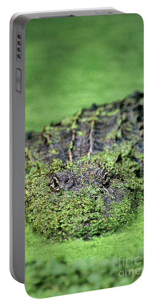 Dave Welling Portable Battery Charger featuring the photograph American Alligator In Duckweed Louisiana by Dave Welling