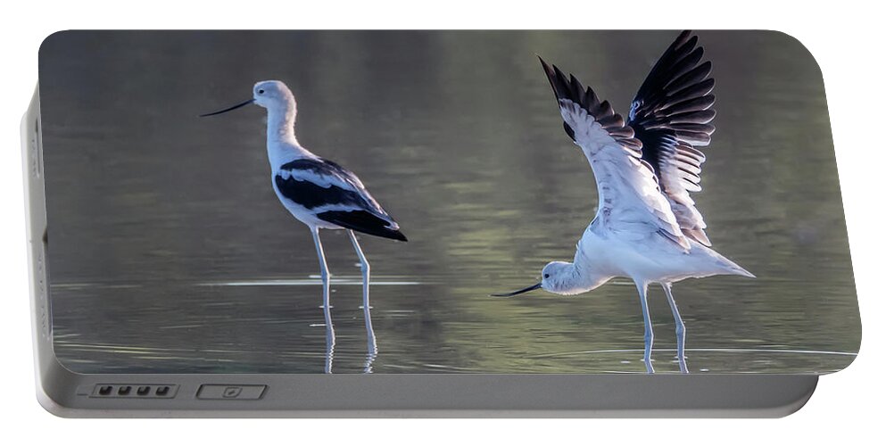 American Avocet Portable Battery Charger featuring the photograph American Avocet 8497-091020-2 by Tam Ryan
