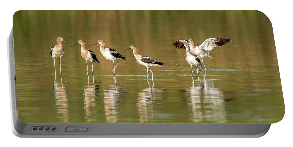 American Avocets Portable Battery Charger featuring the photograph American Avocets 5724-072220-2 by Tam Ryan