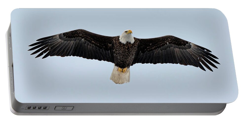 Hastings-on-hudson Portable Battery Charger featuring the photograph American Bald Eagle by Kevin Suttlehan