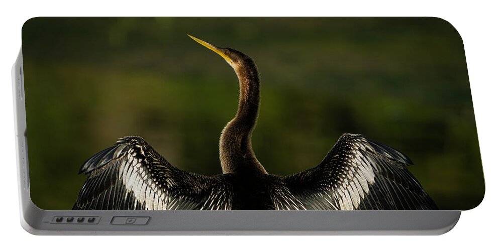 Birds Portable Battery Charger featuring the photograph American Darter by Larry Marshall