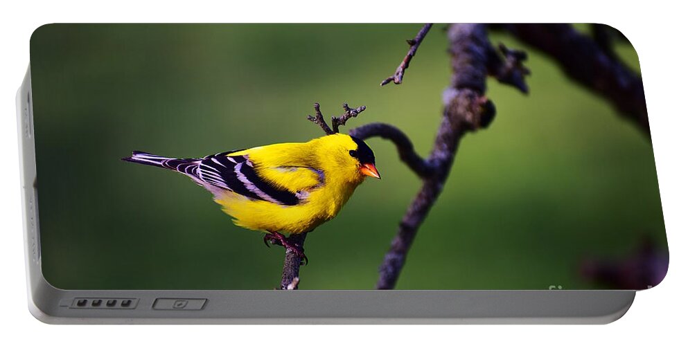 American Goldfinch Portable Battery Charger featuring the photograph American Goldfinch by Bailey Maier
