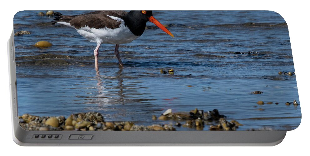 Shore Portable Battery Charger featuring the photograph American Oystercatcher by Cathy Kovarik