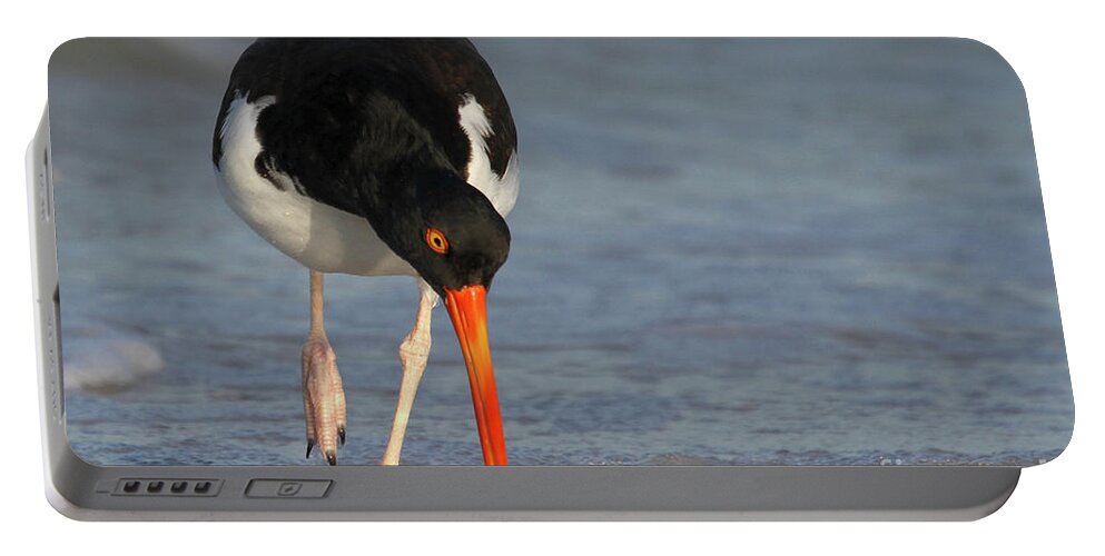 American Oystercatcher Portable Battery Charger featuring the photograph American Oystercatcher Walking the Beach by Meg Rousher