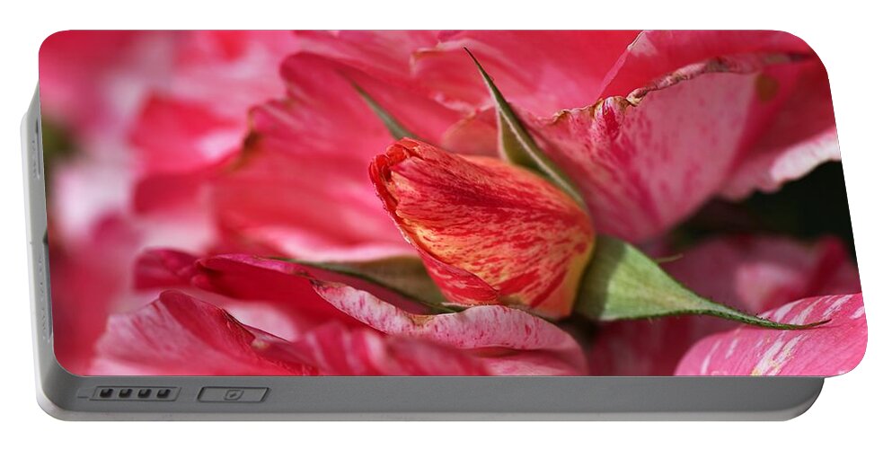 Joy Watson Portable Battery Charger featuring the photograph Amongst The Rose Petals by Joy Watson