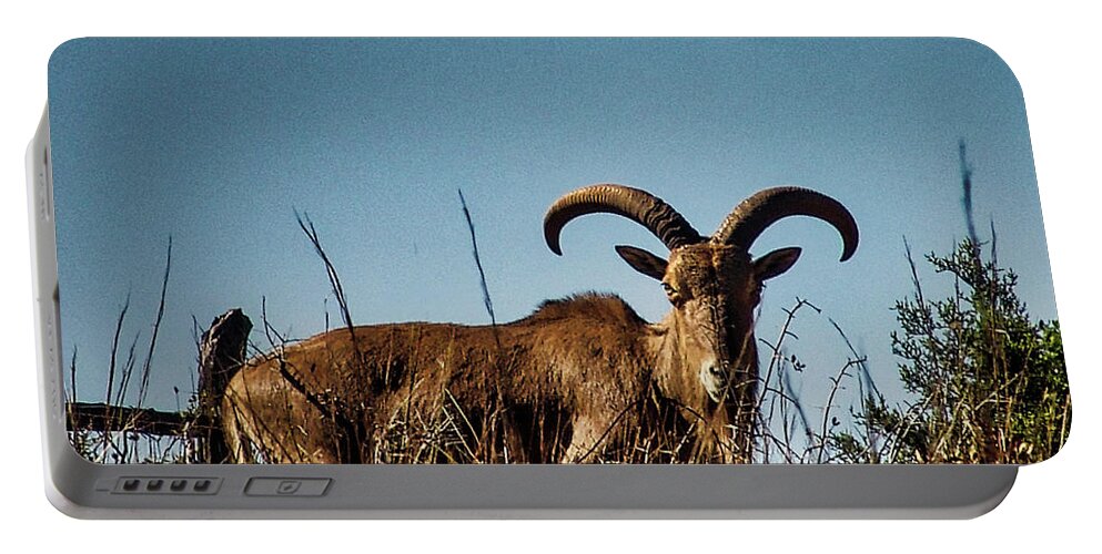 Aoudad Portable Battery Charger featuring the photograph Aoudad Sheep by Rene Vasquez