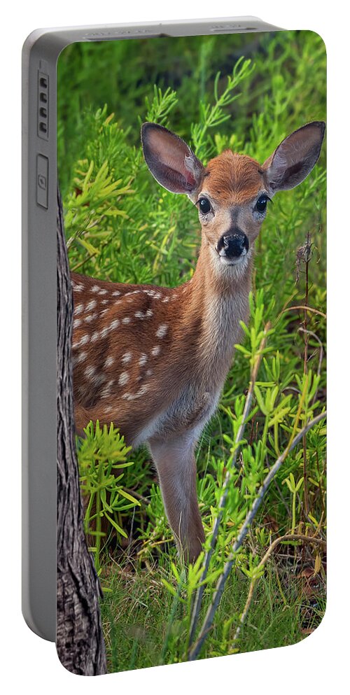 Wildlife Portable Battery Charger featuring the photograph Are You Coming? by Louise Lindsay