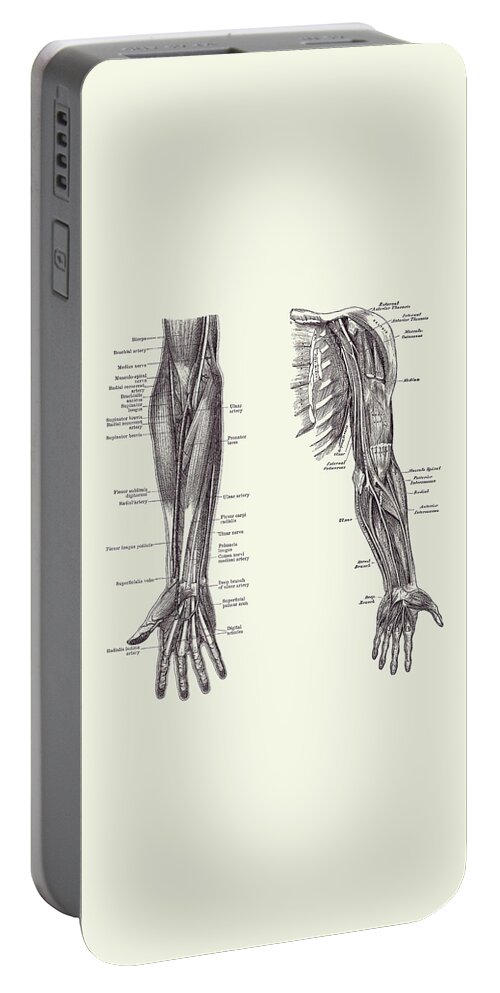 Arm Anatomy Portable Battery Charger featuring the drawing Arm and Hand Diagram - Dual View - Vintage Anatomy 2 by Vintage Anatomy Prints