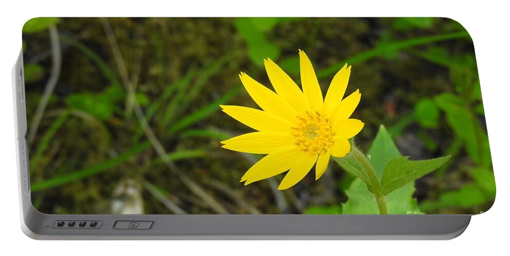 Arnica. Wildflower. Cariboo Bc Portable Battery Charger featuring the photograph Arnica by Nicola Finch