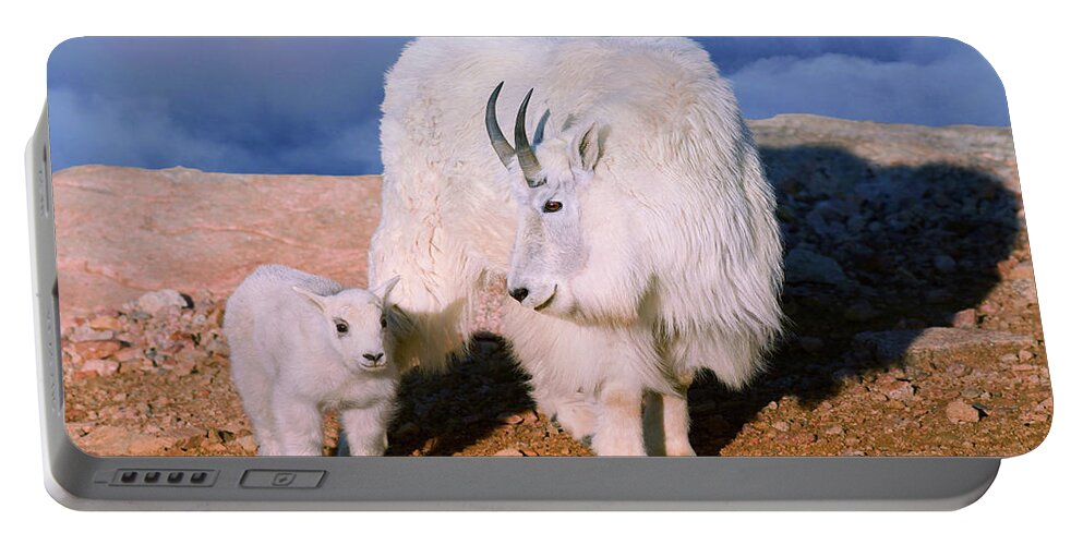 Olena Art Portable Battery Charger featuring the photograph Above The Clouds. Mother and Kid - A young Rocky Mountain Goat stands inquisitively next to its Mom. by OLena Art