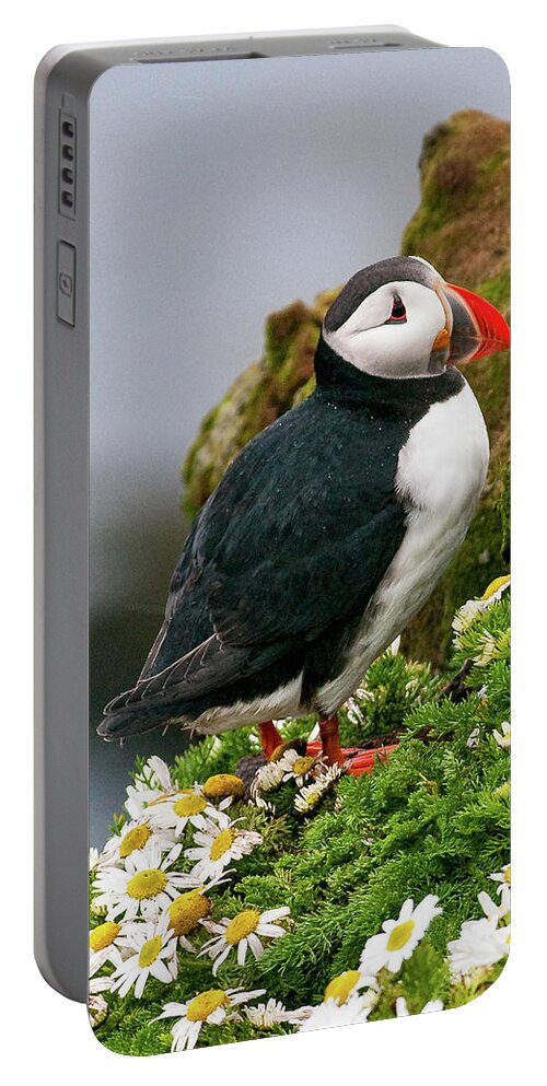 Puffin Portable Battery Charger featuring the photograph Atlantic Puffin by Stephen Sloan
