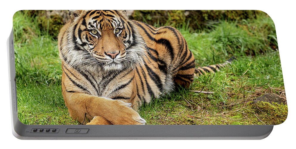 Wildlife Portable Battery Charger featuring the photograph Attitude by Bob Cournoyer