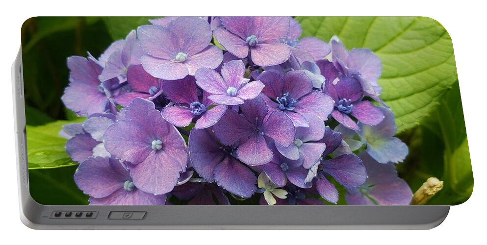 August Hydrangea. August Portable Battery Charger featuring the photograph August Hydrangea by Christina McGoran