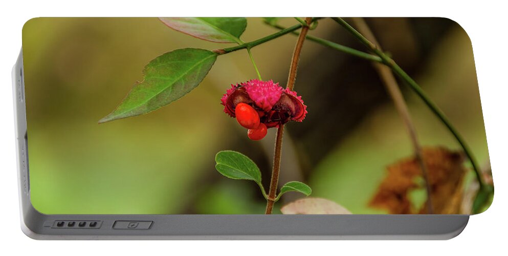 Cades Cove Portable Battery Charger featuring the photograph Autumn Berry Cades Cove by Douglas Wielfaert