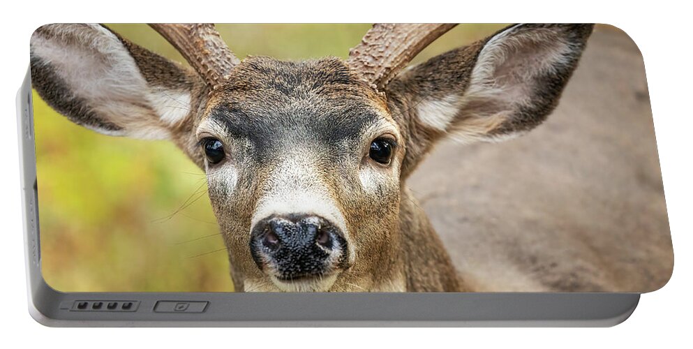 Deer Portable Battery Charger featuring the photograph Autumn Buck by Bob Cournoyer