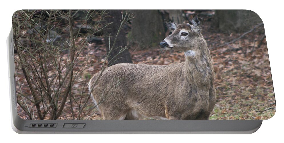 Autumn Portable Battery Charger featuring the photograph Autumn deer by Geoff Jewett