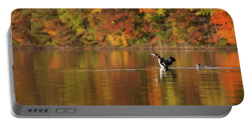 Autumn Portable Battery Charger featuring the photograph Autumn Loons PANO by Brook Burling