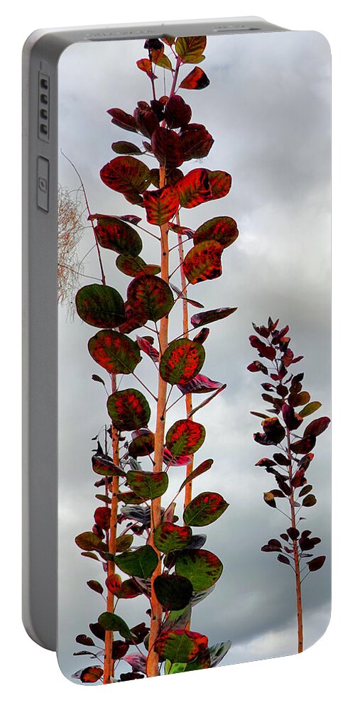 Smoke Tree Portable Battery Charger featuring the photograph Autumnal No. 1 - Smoke Tree with Frontal Passage Sky by Steve Ember