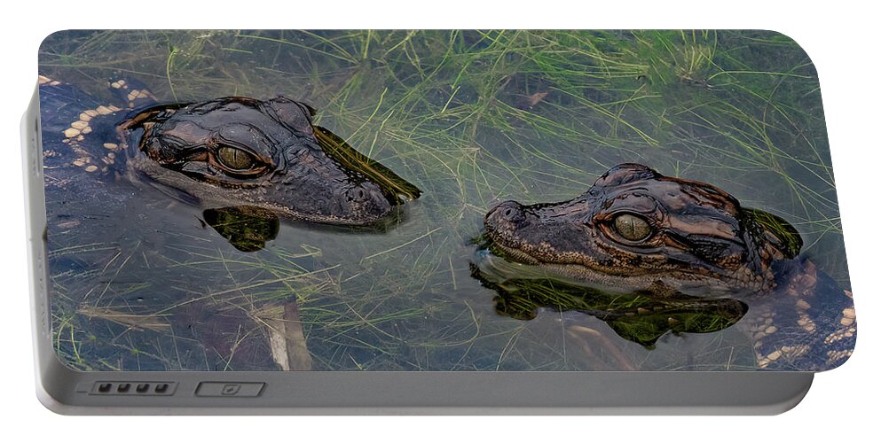 Aligator Portable Battery Charger featuring the photograph Baby Aligatots by Larry Marshall