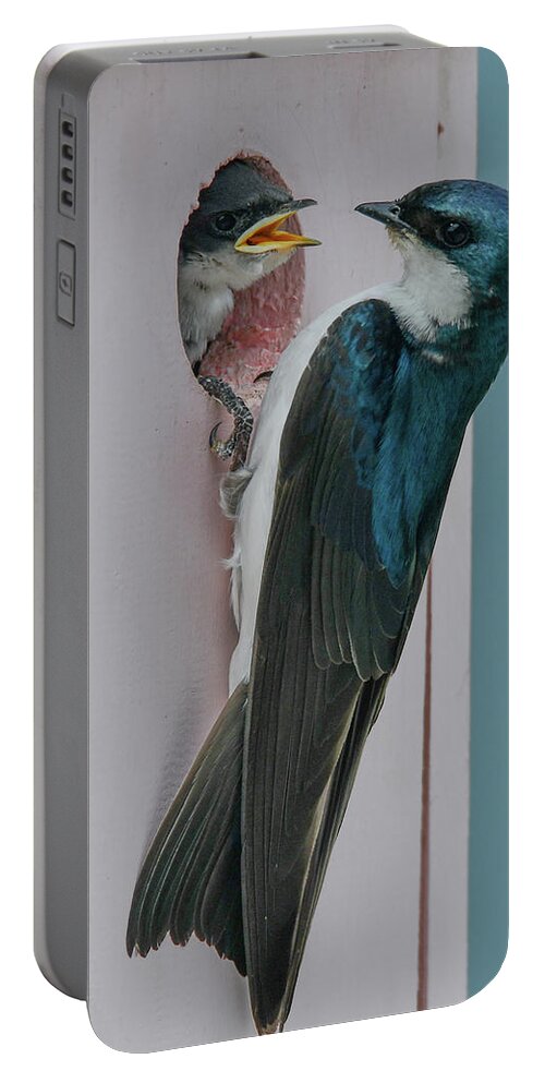 Baby Swallow Portable Battery Charger featuring the photograph Baby and Momma Swallow by Michelle Wittensoldner