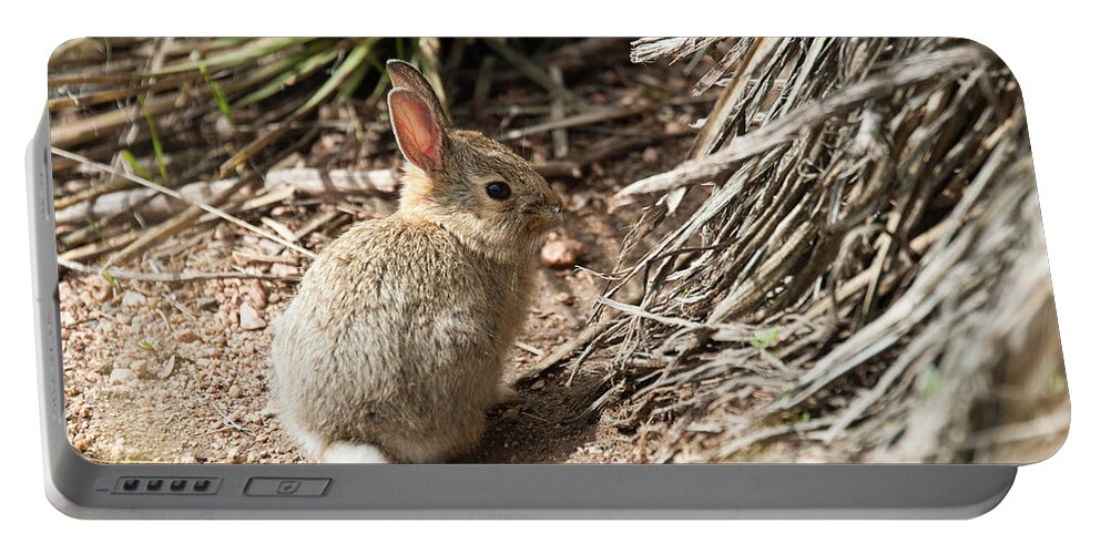 Colorado Portable Battery Charger featuring the photograph Baby Bunny by Tara Krauss