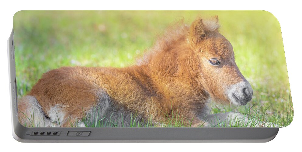 Pony Portable Battery Charger featuring the photograph Baby Miniature Horse Resting In The Pasture by Jordan Hill