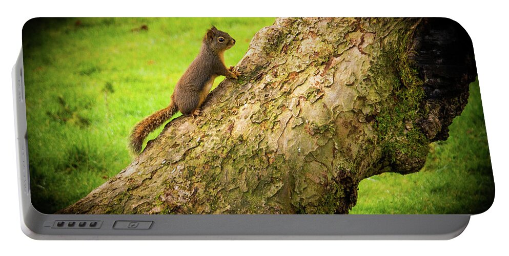 Baby Portable Battery Charger featuring the photograph Baby Squirrel Exploring by James Cousineau
