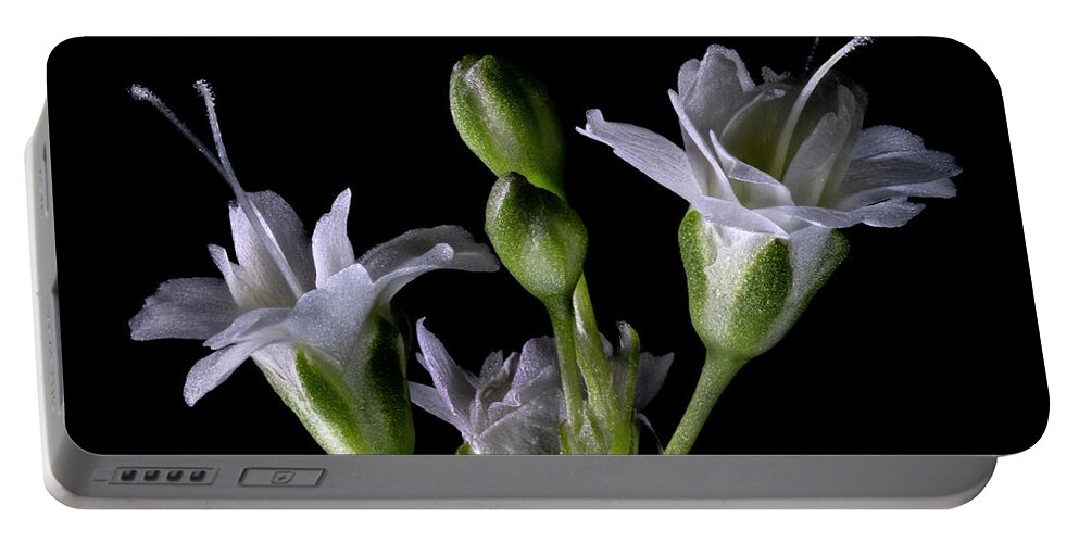 Baby's Breath Portable Battery Charger featuring the photograph Baby's Breath Flowers 1 by Endre Balogh